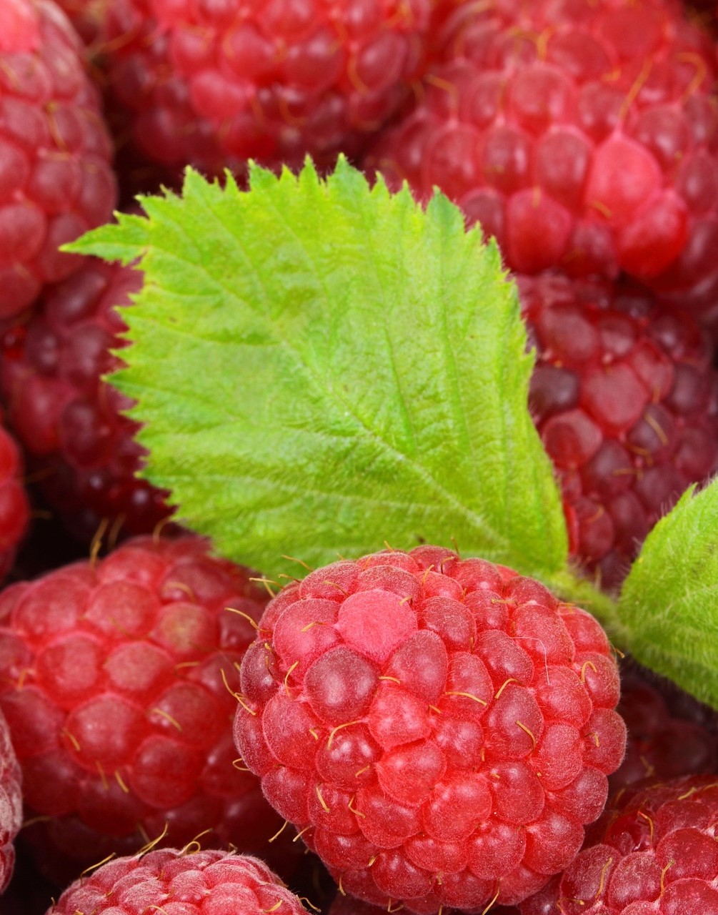 Frucht: Wenn die leckeren Früchte reif sind, ist es Zeit zum Ernten und zum Feiern. Über lange Zeit musste der Gärtner die Pflanzen dafür hegen und jeden Wachstumsschritt begleiten. Aber der glückliche Gärtner weiß, dass alle Entwicklungsstadien gleichermaßen Freude machen – er freut sich über das Aufkeimen der Saat genauso wie über die schnell wachsenden Jungpflänzchen, über die zarten Blüten und schließlich über die immer größer werdenden Früchte.