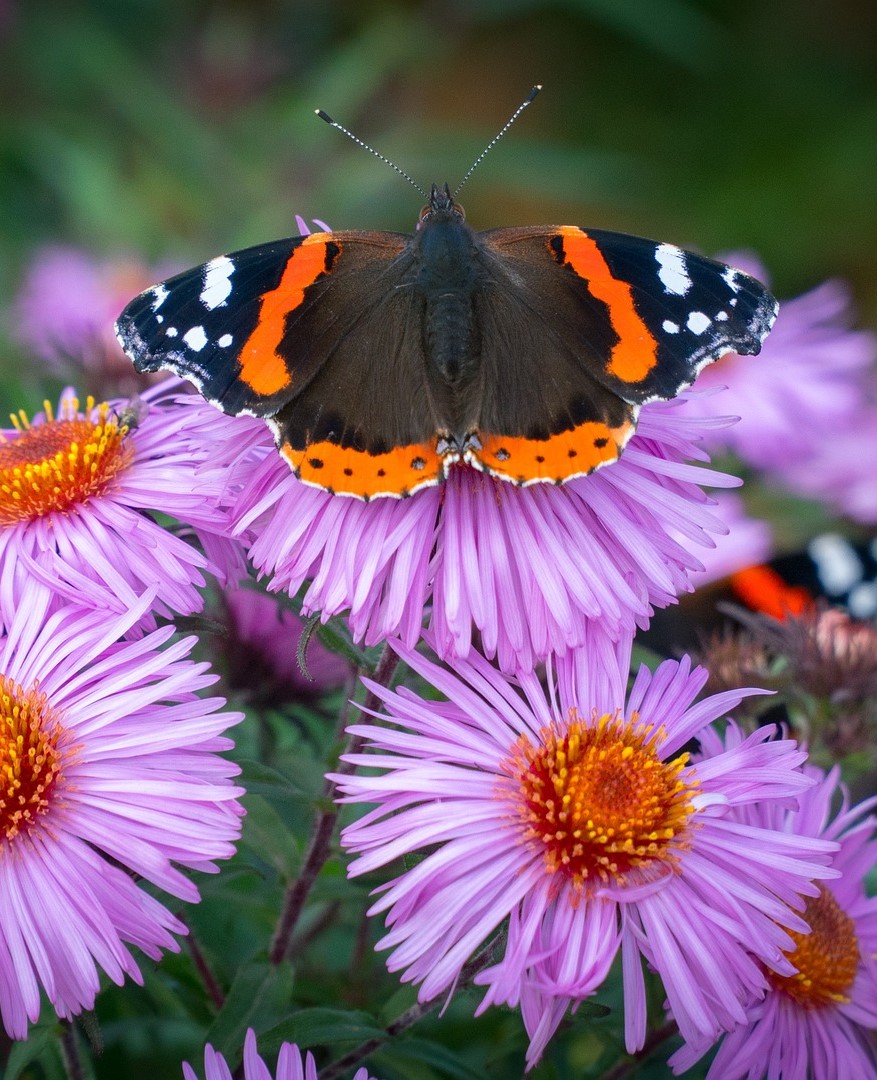 Schmetterling: Die plumpe unbewegliche Raupe wagt das Abenteuer der totalen Transformation. Sie verpuppt sich, löst sich komplett auf und setzt sich neu zusammen. So wird aus ihr ein geflügeltes Wesen, das leicht und fröhlich durch die Lüfte segelt. Ich transformiere alles, was mich „herunterzieht“ und wechsle auf eine höhere Schwingungsebene.