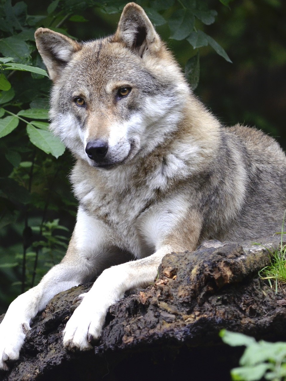 Tiere: Jedes Tier verfügt über einzigartige Qualitäten, die es durch sein Sein zum Ausdruck bringt. Um eine bestimmte Qualität in mir zu stärken, kann ich mich mit einem Tier verbinden, das diese Kraft symbolisiert und ausstrahlt. Vielleicht begegnet mir in der Meditation ein hilfreiches Krafttier und überträgt mir seine Energie.